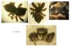 Euophrys sp.